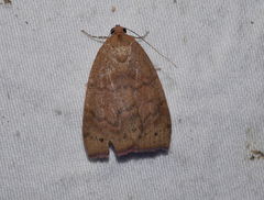 Detounda leptoplasta