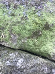 Psilolechia