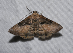 Aporoctena