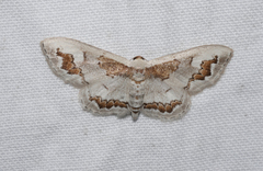 Dithalama cosmospila