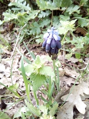 Muscari neglectum