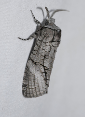 Culama australis