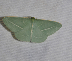 Chlorocoma stereota