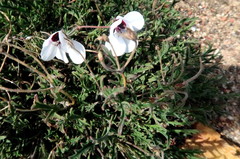 Pelargonium tricolor