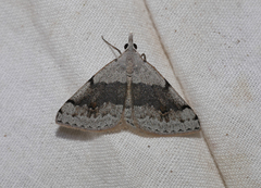 Dichromodes molybdaria