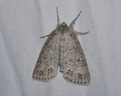 Mochlotona phasmatias