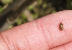 Galerucella grisescens