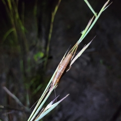 Belocephalus
