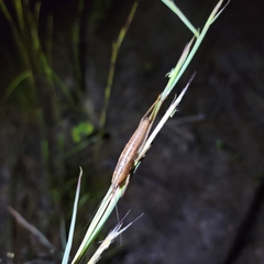 Belocephalus
