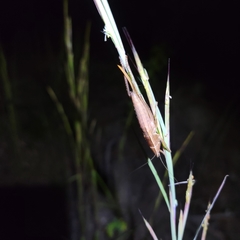 Belocephalus