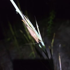 Belocephalus