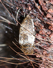 Dermestes marmoratus