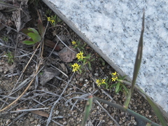 Erysimum macilentum