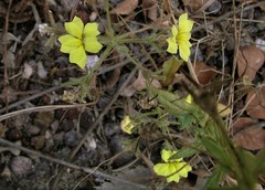 Goodenia holtzeana