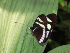 Heliconius cydno cydnides