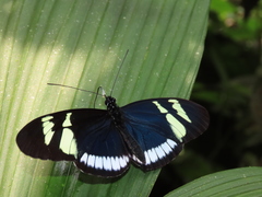 Heliconius cydno cydnides