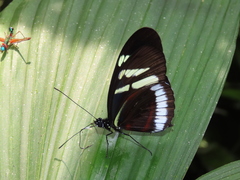 Heliconius cydno cydnides
