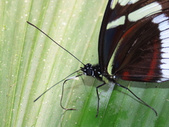 Heliconius cydno cydnides