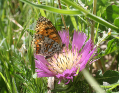 Melitaea punica