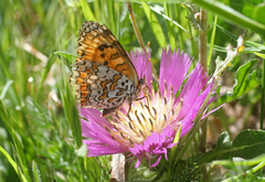 Melitaea punica