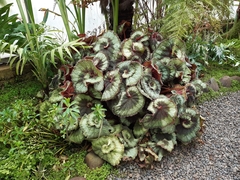 Begonia rex-cultorum