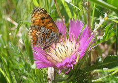 Melitaea punica