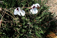 Pelargonium tricolor