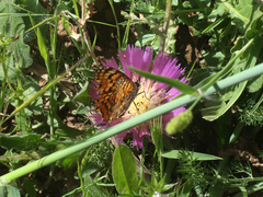Melitaea punica