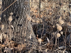 Monarda bradburiana