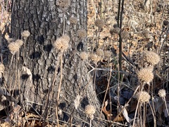 Monarda bradburiana