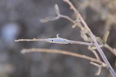 Neolasioptera willistoni