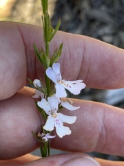 Westringia tenuicaulis