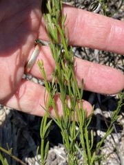 Westringia tenuicaulis