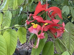 Amherstia nobilis