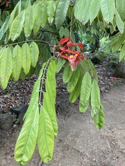 Amherstia nobilis