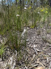 Westringia tenuicaulis