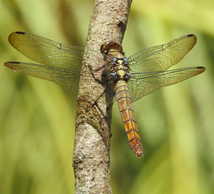 Orthetrum testaceum