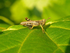 Melanoplus punctulatus