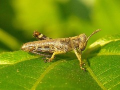 Melanoplus punctulatus