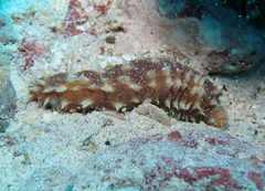 Holothuria hilla
