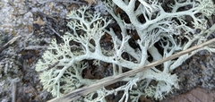 Cladonia submitis
