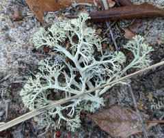 Cladonia submitis