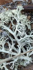 Cladonia submitis