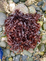 Mazzaella japonica