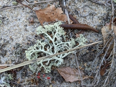 Cladonia submitis