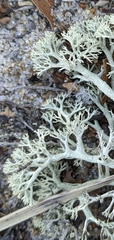 Cladonia submitis