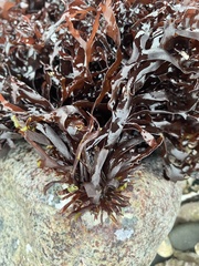 Mazzaella japonica