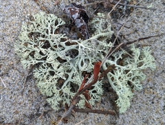 Cladonia submitis