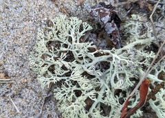 Cladonia submitis