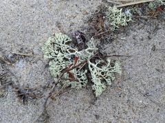 Cladonia submitis